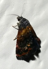 Tripudia balteata