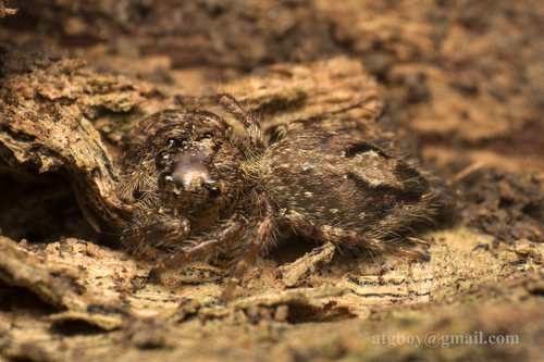 Anarrhotus fossulatus