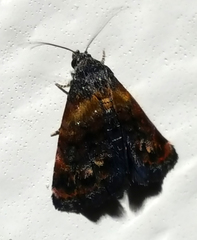 Tripudia balteata