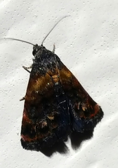 Tripudia balteata