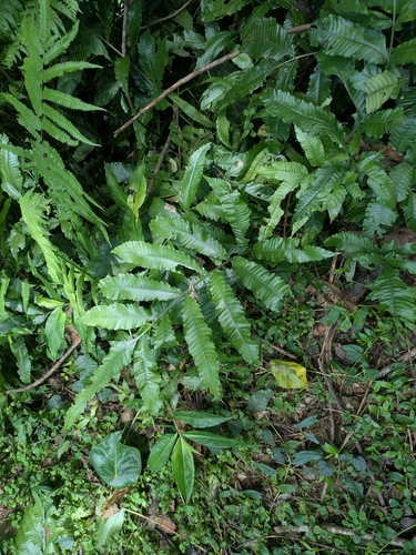 Bolbitis heteroclita, photograph 4