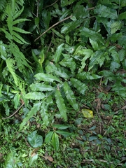 Bolbitis heteroclita, photograph (c) portioid, some rights reserved (CC BY)