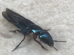 Eulissus