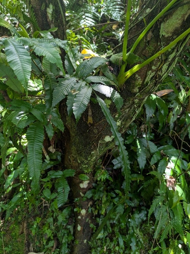 Bolbitis heteroclita, photograph 3