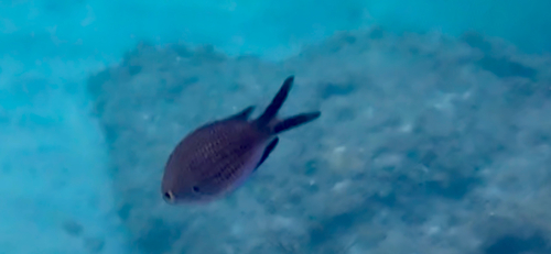 Mediterranean Damselfish