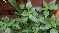 Parietaria officinalis