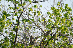 Bombycilla cedrorum