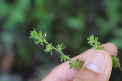 Galium virgatum
