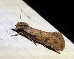 Acrolophus mortipennella