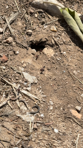Nodal Desert Ant