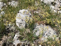 Trinia glauca