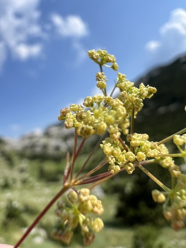 Trinia glauca, photograph 1