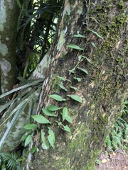 (c) portioid, some rights reserved (CC BY) Pothos chinensis, photograph (c) portioid, some rights reserved (CC BY)