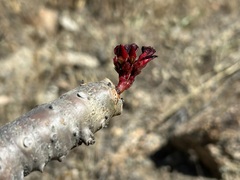 Jatropha macrantha, photograph (c) Staci Oré, some rights reserved (CC BY)