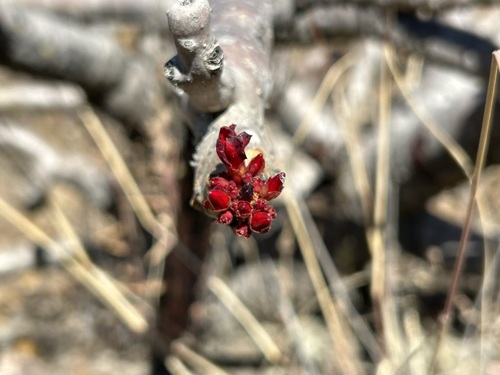 Jatropha macrantha, photograph 6