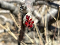 Jatropha macrantha, photograph (c) Staci Oré, some rights reserved (CC BY)