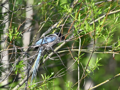 Azure-winged Magpie