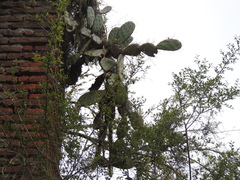 Opuntia bonaerensis