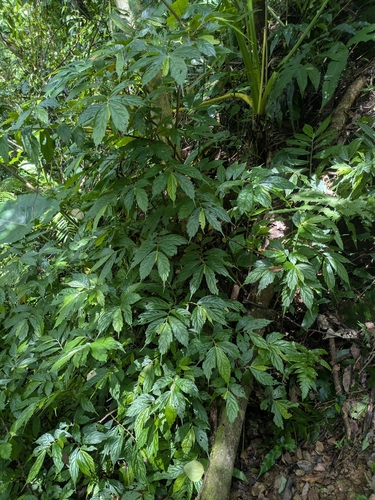 Elatostema lineolatum