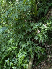 Elatostema lineolatum