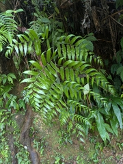 Diplazium dilatatum