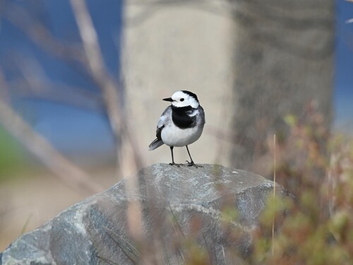 White Wagtail