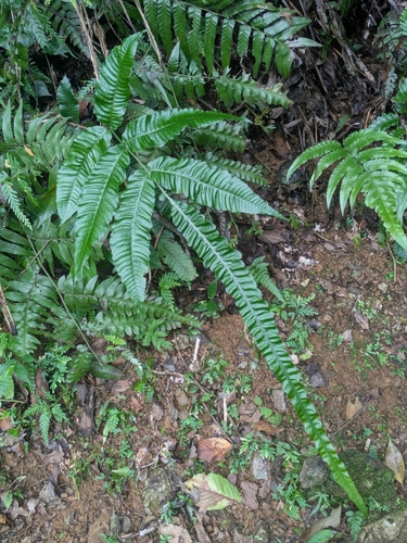 Bolbitis heteroclita, photograph 2