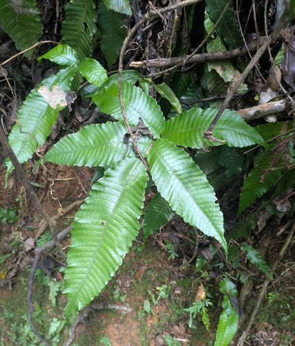 Bolbitis heteroclita, photograph 1