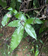 Bolbitis heteroclita