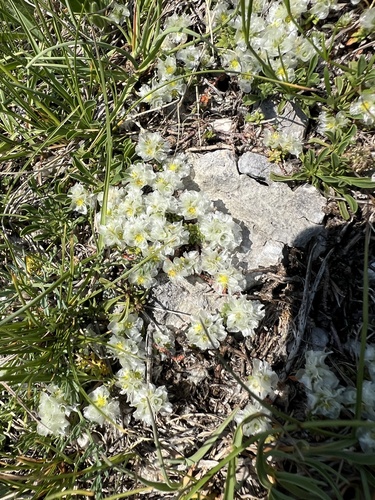 Paronychia kapela, photograph 6