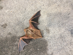 Lasiurus borealis