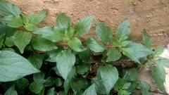 Parietaria officinalis