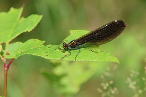 Beautiful Demoiselle