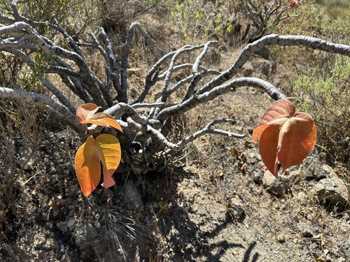 Jatropha macrantha, photograph 1