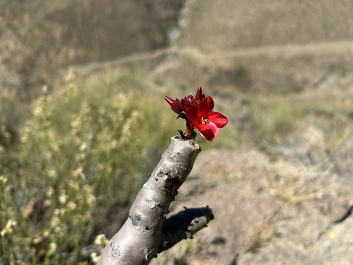 Jatropha macrantha, photograph 3
