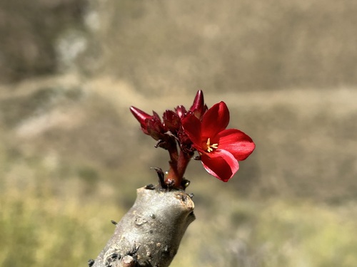 Jatropha macrantha