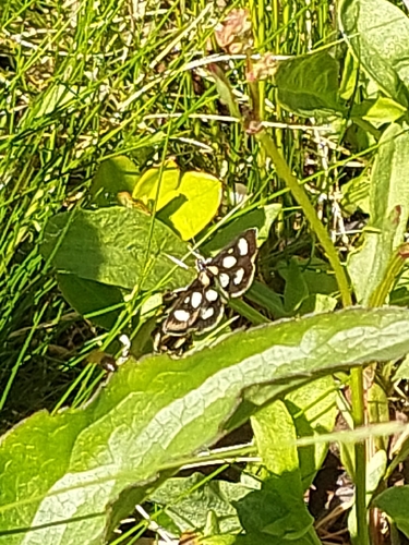 White-spotted Sable