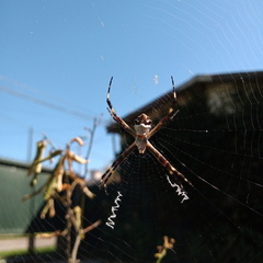 Argiope argentata