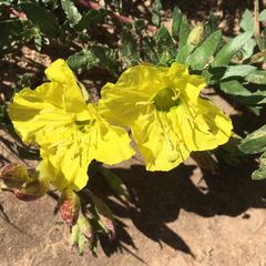 Oenothera berlandieri
