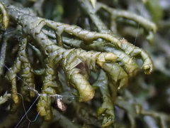 Porella arboris-vitae