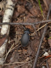 Carabus aeruginosus