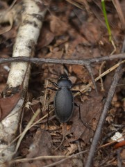 Carabus aeruginosus