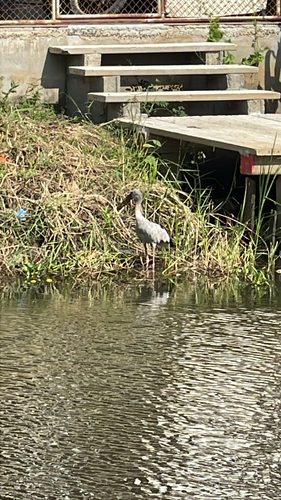 Asian Openbill