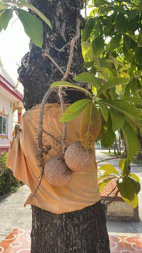 Cannonball Tree