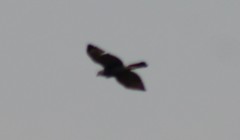 Buteo plagiatus