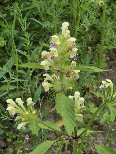 Large-flowered Hemp-nettle