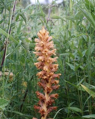 Orobanche elatior, photograph (c) Andrew Tree, some rights reserved (CC BY)
