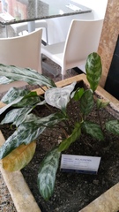 Aglaonema nitidum