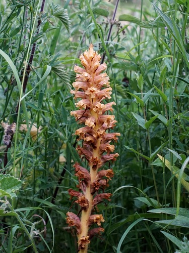 Orobanche elatior, photograph 4