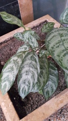 Aglaonema nitidum
